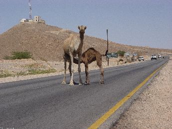 yemen.2007/camels.on.road.small.jpg
