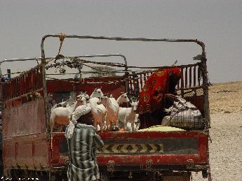 yemen.2007/goat.in.truck.small.jpg