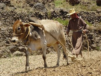 yemen.2007/menakha.4.small.jpg