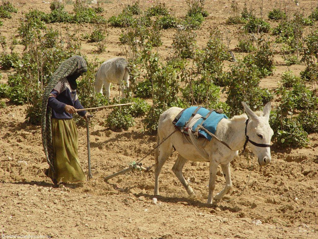 yemen.2007/plowing.small.jpg